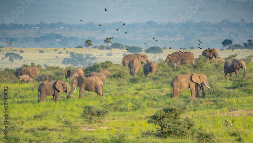 Large herd of African Eephants, Loxodonta africana feeding in Murchison Falls National Park, Uganda