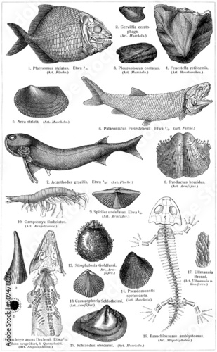 Fossils of fish, molluscs and amphibians. Publication of the book "Meyers Konversations-Lexikon", Volume 2, Leipzig, Germany, 1910
