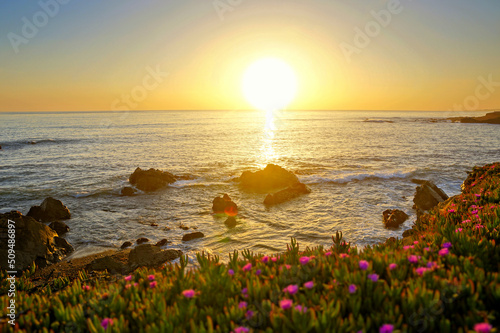 Beautiful sunset along the rocky coast of California with pink flowers, USA.