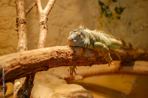 Bearded dragon in his natural habitat on the tree branch basking