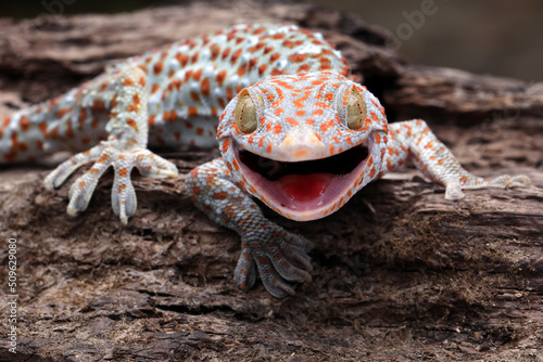 The Tokay Gecko (Gekko gecko) on wood.