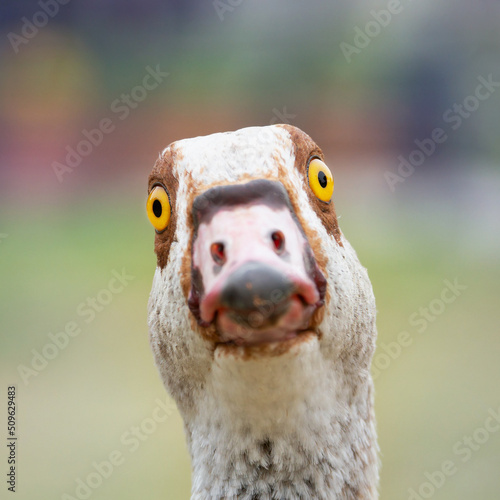 Portrait of a funny nile goose looking at the camera