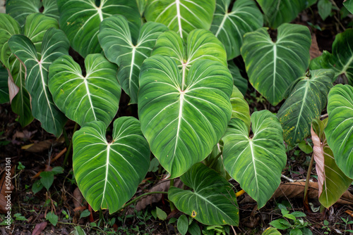 Philodendron Gloriosum growing wild in the rain forest. Green velvet, white vein, heart shape, rainforest foliage, huge leaf. Suitable for indoor plant. .