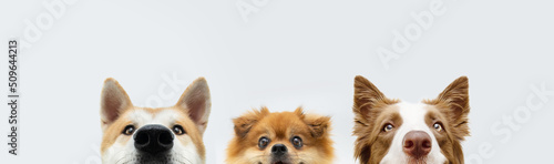 Banner three hide dogs. pomeranian, akita and border collie head. Isolated on gray background
