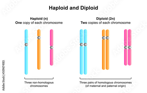 Scientific Designing of Differences Between Haploid and Diploid. Diploid vs Haploid. Colorful Symbols. Vector Illustration.