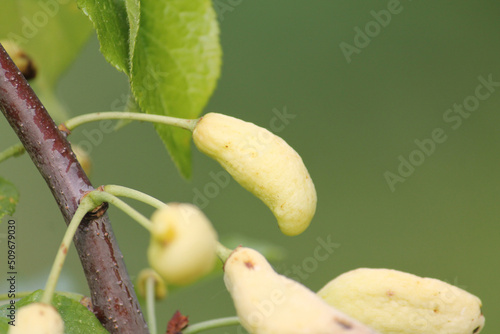 Pocket plum galls (Taphrina pruni) on branch of plum tree (Prunus domestica) close-up in garden