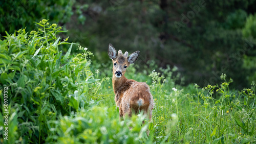 Deer caught looking straight at the camera, while grazing a hillside meadow in Stockholm.