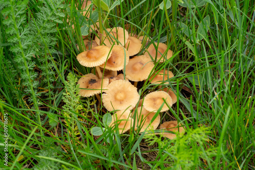 Edible mushrooms grow in green grass. Marasmius oreades.