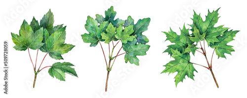 Watercolor maple branches. Sycamore maple, norway maple, field maple isolated on white background. Hand drawn painting plant illustration.