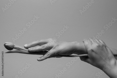 Artistic expression, two hands and a tulip, hold, balance. Series of black and white photos.