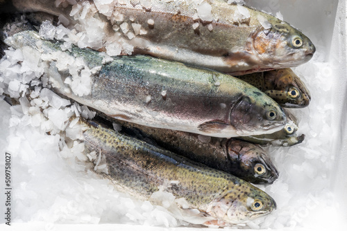 Sechs Fische auf Crushed Ice in einer Kühlbox.
