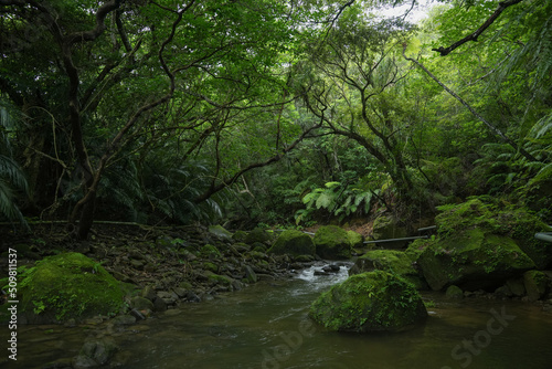 沖縄県 西表島のジャングル
