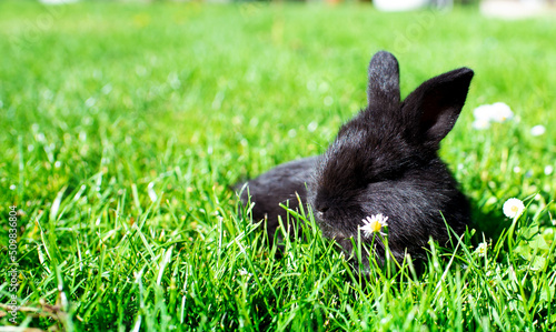 Black rabbit sits on a background of blurred green grass. The little rabbit is one month old