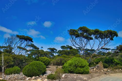 Coastal vegetation with trees and shrubs on Donington Peninsula, part of Lincoln National Park, Eyre Peninsula, South Australia 
