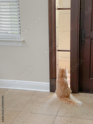 fluffy cat looking outside the window gato sad lonely