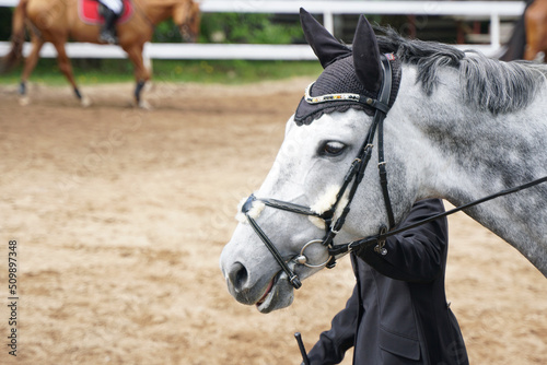 The head of a gray horse in harness. The rider leads the horse