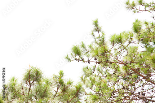 pine leaves isolated