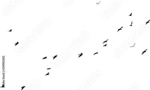 Flock of birds flying isolated