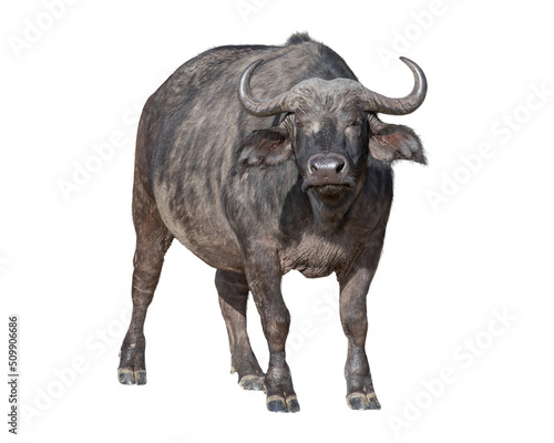 African Cape Buffalo