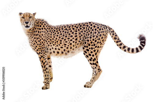 Cheetah Facing Side