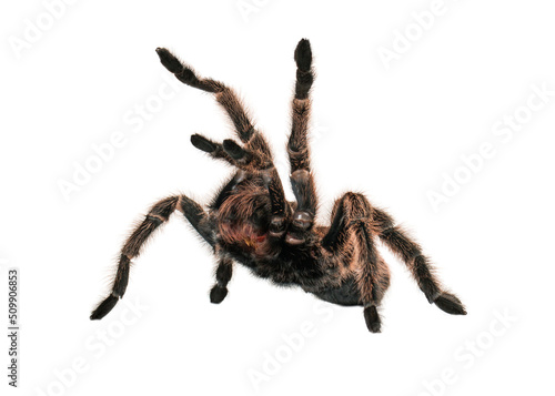 Angry Tarantula Spider 