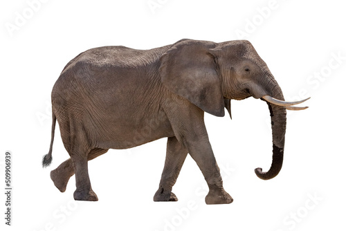 African Elephant Walking Profile