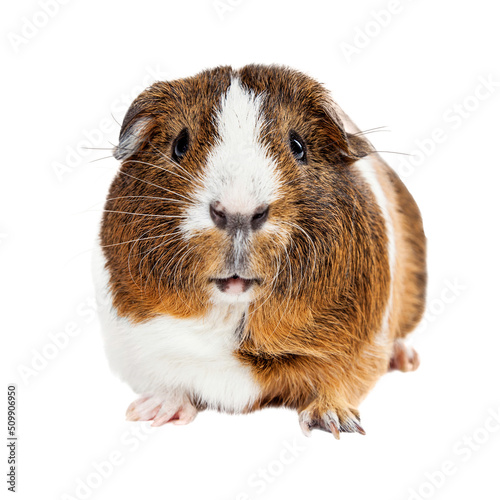 Cute Guinea Pig Looking Forward