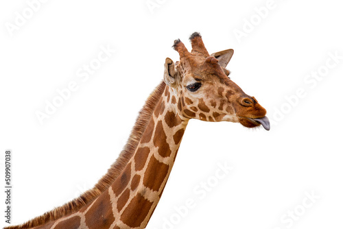 Funny Giraffe Sticking Out Tongue Closeup