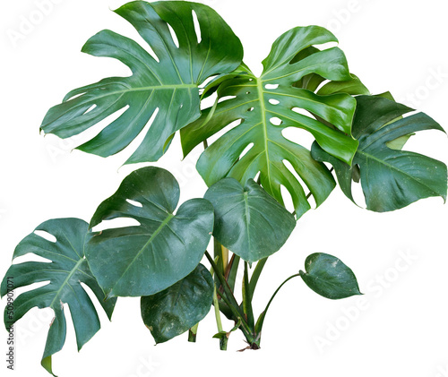 Monstera Jungle Plant Isolated