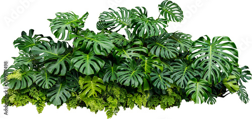 Monstera Jungle Plant Isolated