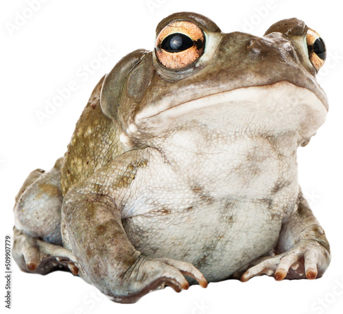 Sonoran Desert Toad