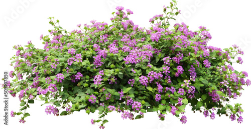 Purple Flower Shrubbery Isolated