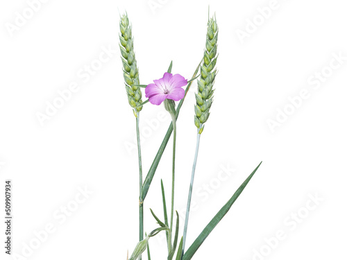 Corn cockle flower and wheat ears isolated on white, Agrostemma githago