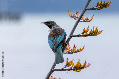 New Zealand Tui