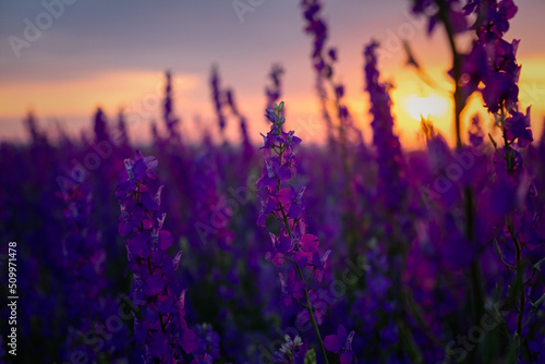 Delphinium sunset field. Beautiful summer purple flowers. Colorful background in the rays of the setting sun. The concept of summer, heat. Wild wildflowers, a poisonous plant. Blurred background, sun