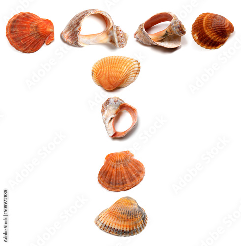 Letter T composed of seashells