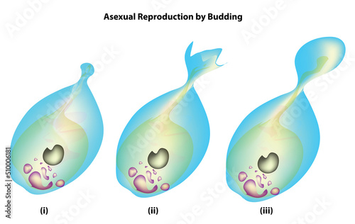 asexual reproduction by budding (fungi) 
