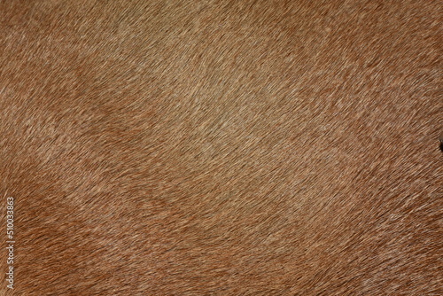 Full frame brown fur, brown deer fur for the background.