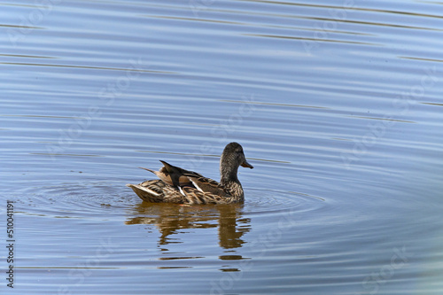 familia de patos en el lago