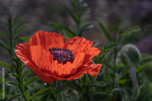 Big Red Poppy with Crepe Paper Like Flower Petals in the Morning Sun