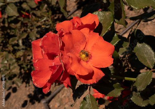 Floral. Closeup view of Rosa Orangeade, red flowers blooming in the garden in spring.