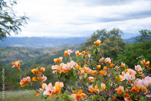 Orange bougainvillea, Mixtec from Oaxaca, Mexico