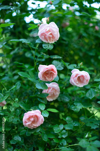 różowe róże na krzaku w ogrodzie pełnym zieleni 