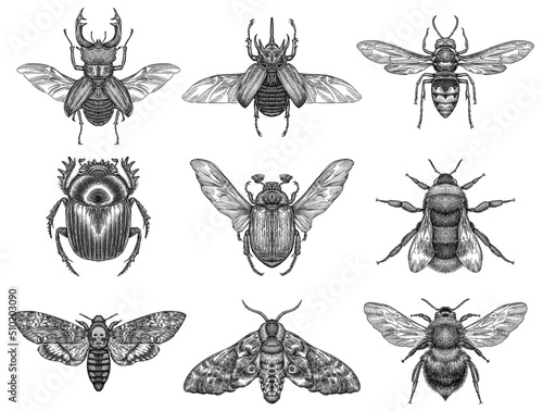 black and white engrave isolated insects illustration