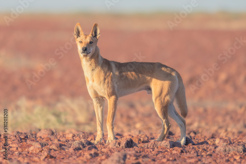 Wild dingo (Canis lupus) in rocky, gibber habitat of South Australia