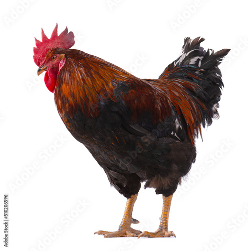 Rooster isolated on white background. Farm animals. Chicken with clipping path.