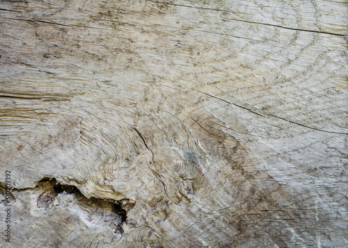  Abstrakcyjne naturalne tło tekstury słoi starego pnia drzewa. 