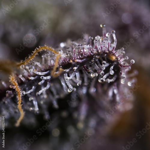 Cannabis bud ultra close up ultra zoom macro. Trichomes and pistils orange and yellow.