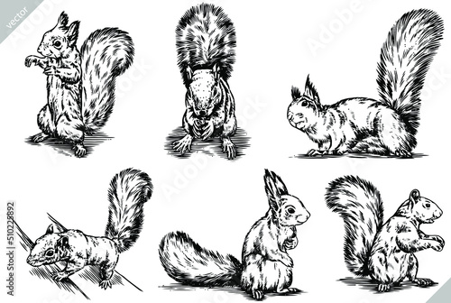 black and white engrave ink draw isolated set vector squirrel illustration
