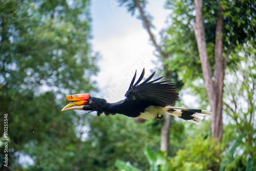 The flying rhinoceros hornbill (Buceros rhinoceros) is a large species of forest hornbill. It is the state bird of the Malaysian state of Sarawak and the country's national bird